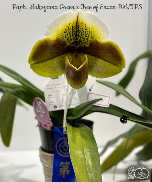 美琪園藝Miki Orchid - 批發專區